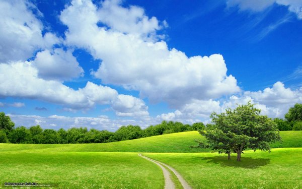 Растения летом