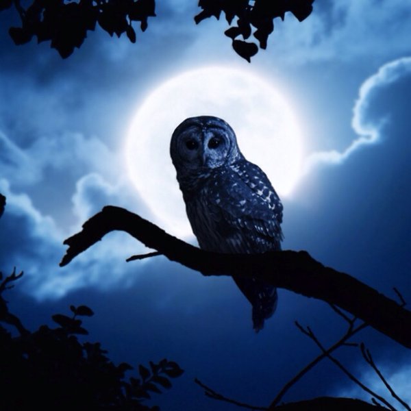 Сова в лунном свете