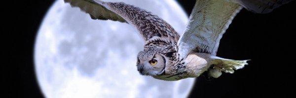 Александра GAUDIBUENDIA Хитрова.