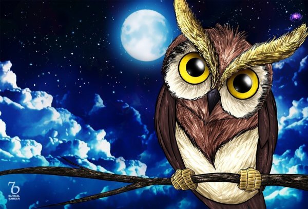 Птицы в ночном небе