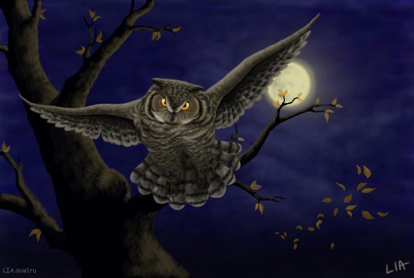 Сова сипуха арт фэнтези