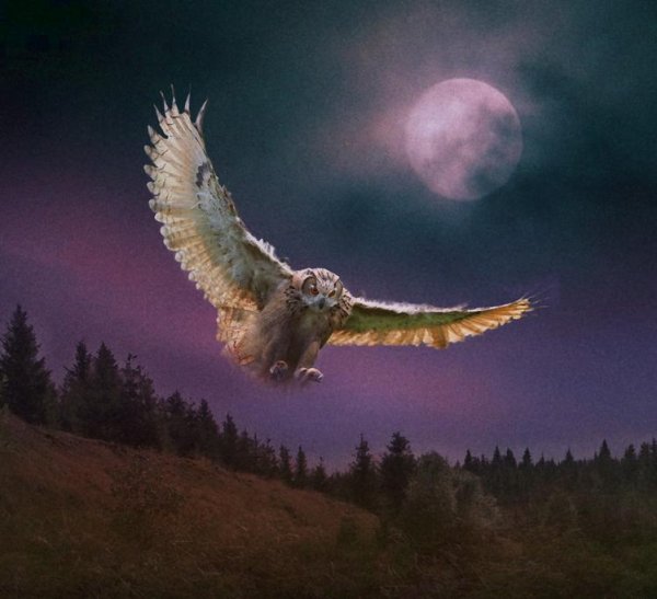 Белая Сова ночью