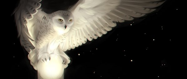 Ночные Хищные птицы