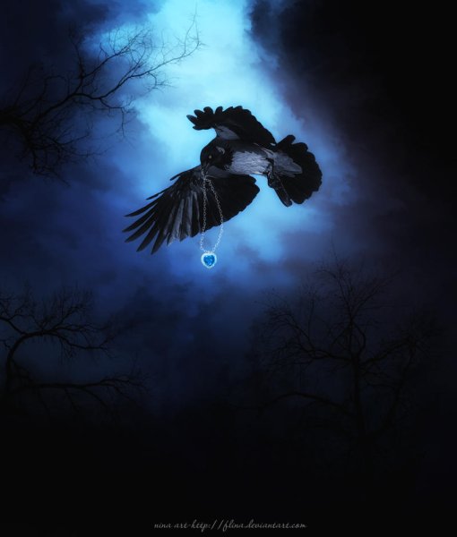 Птицы в ночном небе