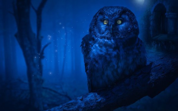 Доброй ночи Сова