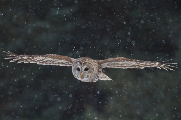 Филин ночью