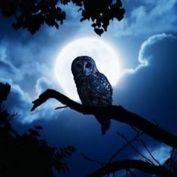 Legend of the Guardians: the Owls of ga'Hoole