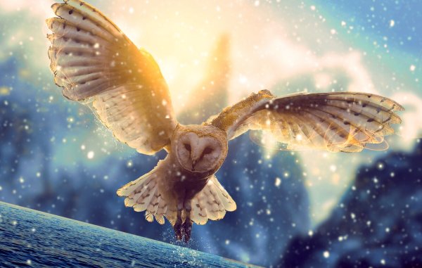 Сова улетает