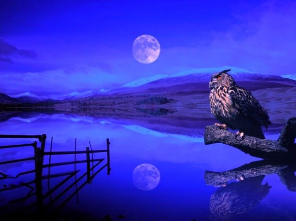 Сова ночью в лесу