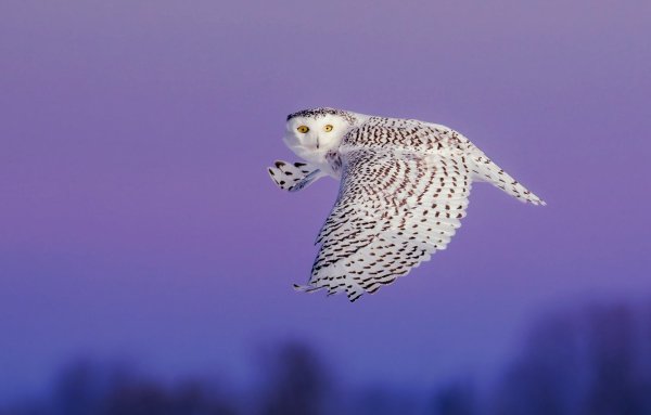 Космическая птица