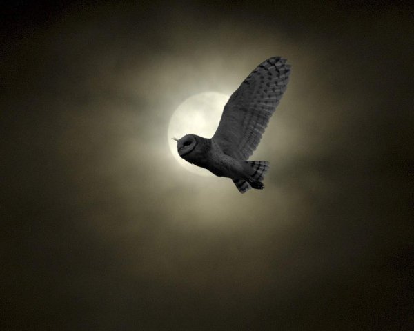 Сованочь картинка для детей