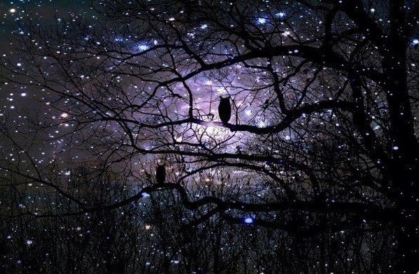 Ночные птицы