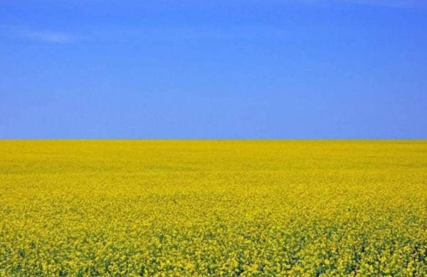 Желтое поле голубое небо