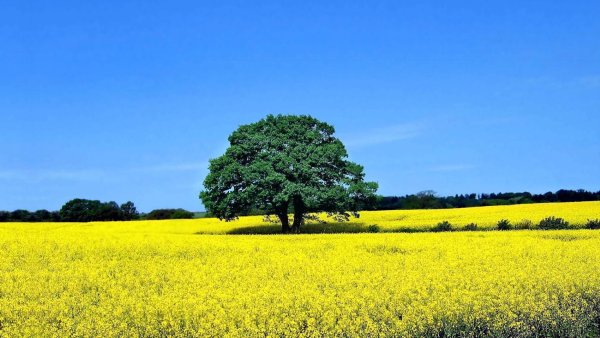 Картина рапсовое поле