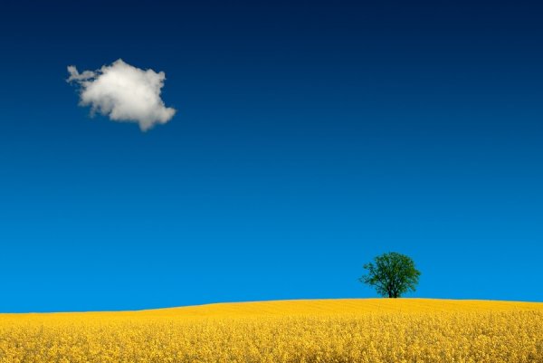 Желтое поле и небо