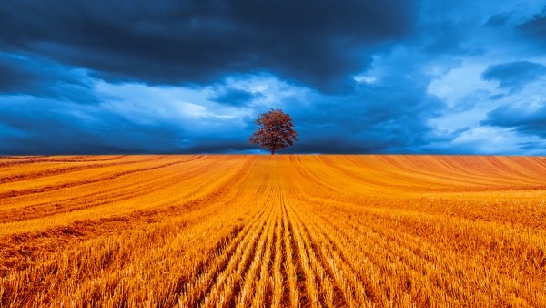 Желтое поле пшеницы