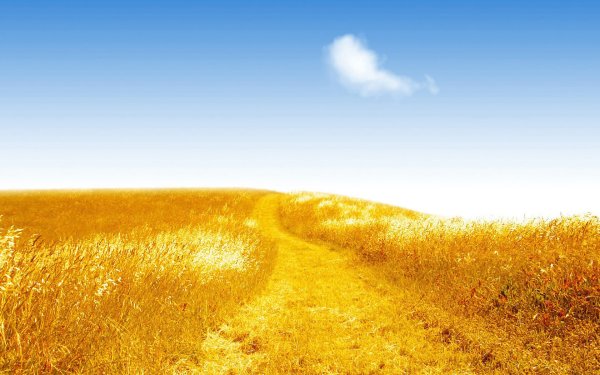 Желтое поле голубое небо