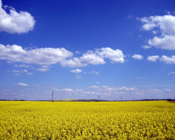 Желтое поле голубое небо