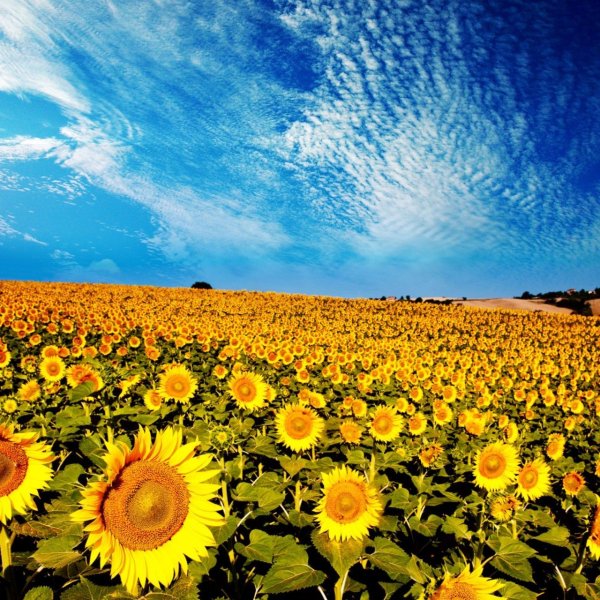 Поля подсолнухов Анапа