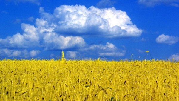 Поле и небо Украина