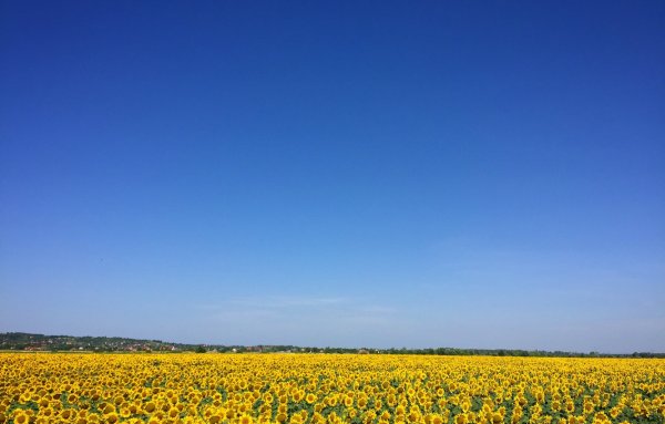 Синее небо желтая трава Горизонт