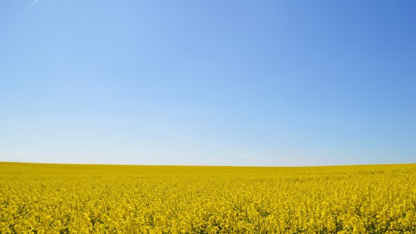 Желтый пейзаж