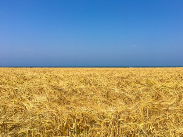 Поле и голубое небо