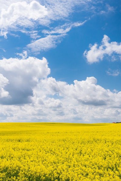 Рапс пастбищный