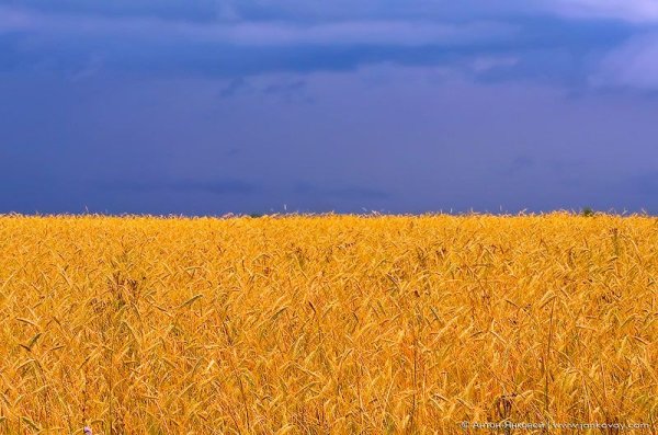Поле пшеницы и голубое небо
