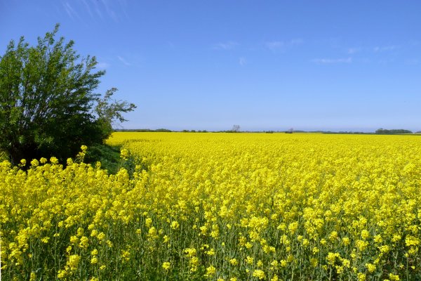 Приднестровье желтое поле