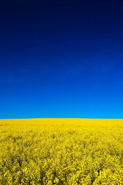 Горчица сарептская поле