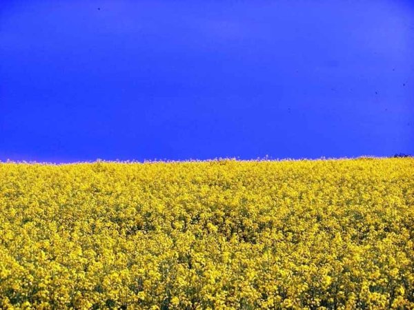 Поле панорама