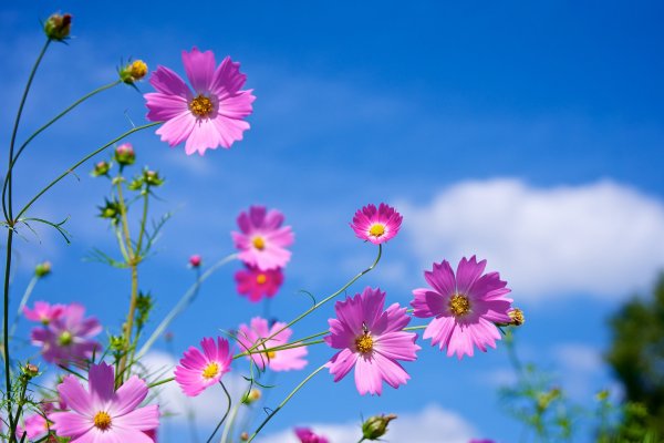 Цветы на фоне неба