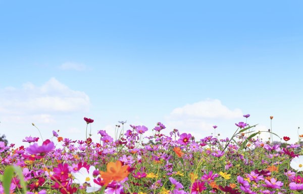 Лето цветы панорама