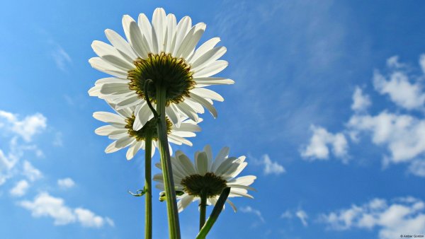 Цветы на фоне неба