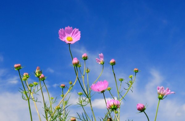 Цветы на фоне неба