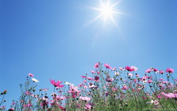 Солнечный летний день