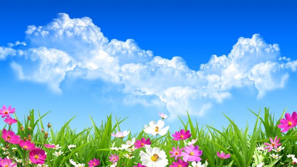 Полянка с цветочками