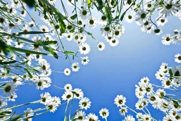 Цветы и солнце