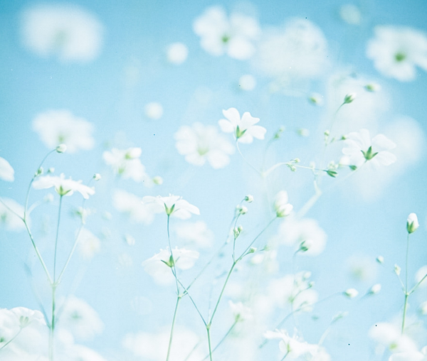 Голубой фон с цветами