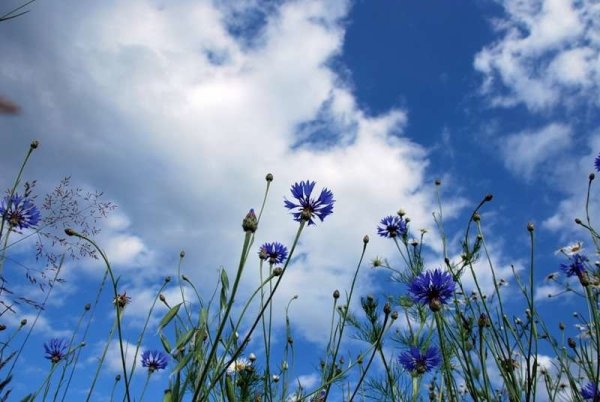 Цветы на фоне неба