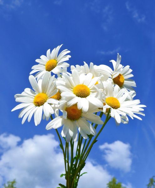 Цветы на фоне неба