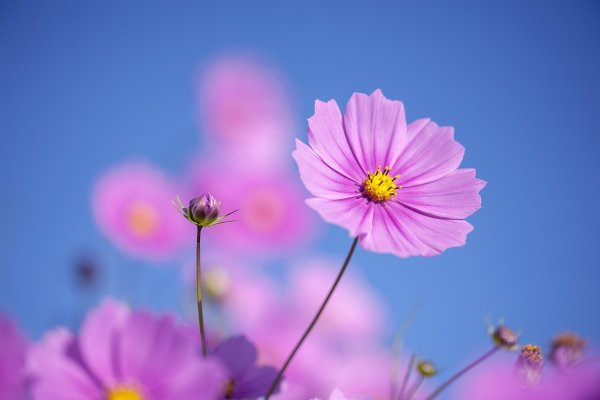 Нежные весенние цветы