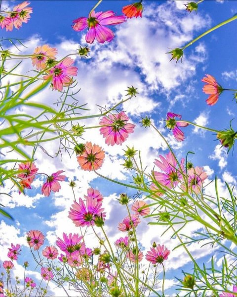 Солнечный луг с цветами