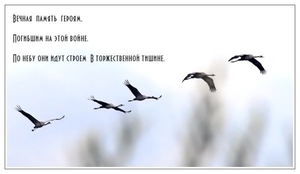 Лебеди летят