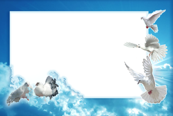 Голуби в небе