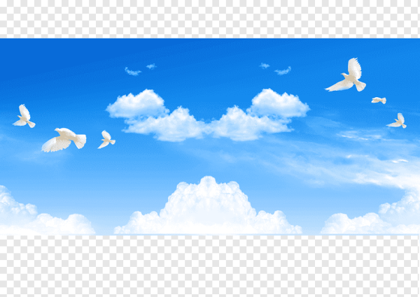 Сергиев Посад голуби