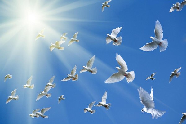 Голубь мира в небе