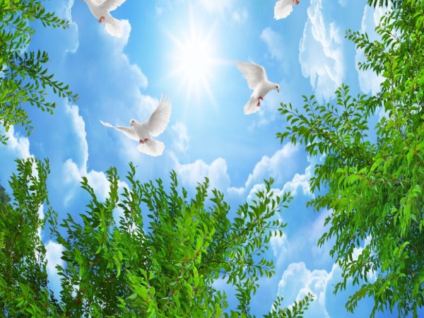 Красивый голубь в небе