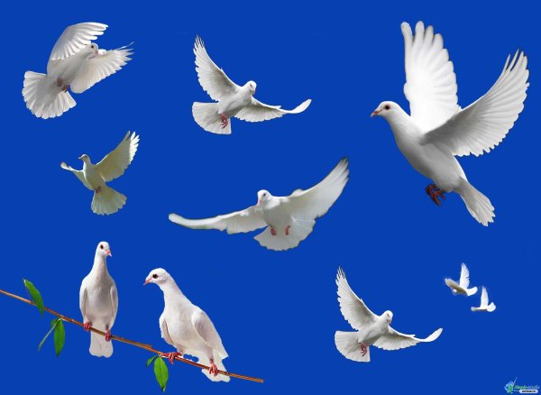 Картина Голубка